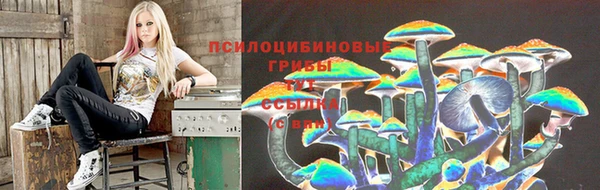 прущие грибы Алексин